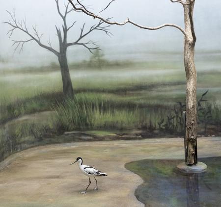 Pied Avocet and Swamp