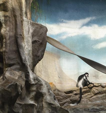 Colobus Monkey and Clouds