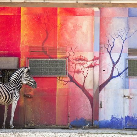 Zebra and Red Wall